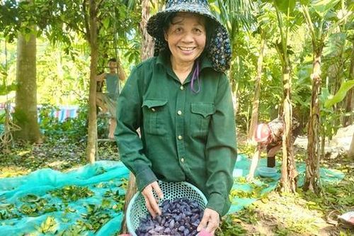 'Vàng đen' được mùa, người dân miền sơn cước Hà Tĩnh trúng lớn