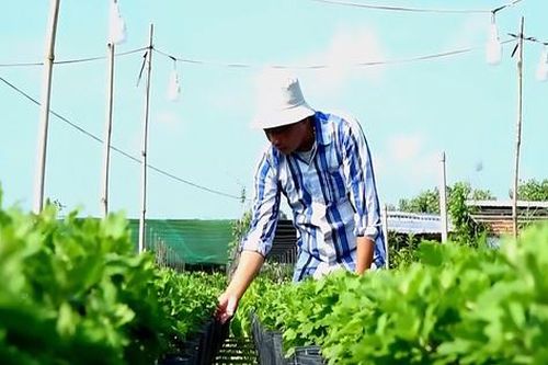'Thủ phủ hoa kiểng miền Tây' tất bật chăm hoa, đón cơ hội kép dịp cuối năm