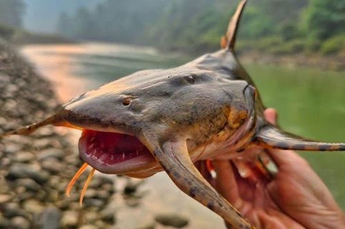 Loại cá có thịt vàng ươm như ướp nghệ lại ít xương, không tanh, giá vài triệu mỗi con
