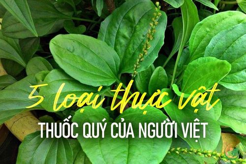 5 loại thực vật giá bình dân là thuốc quý của người Việt
