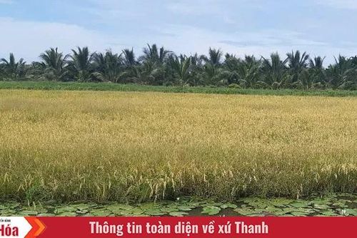Lúa thơm, tôm cá sạch từ mô hình mới của người nông dân