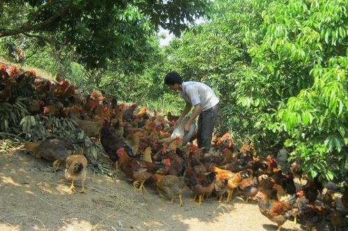 Giữ vững vùng an toàn dịch bệnh, bảo vệ thương hiệu 'Gà đồi Yên Thế'