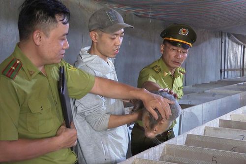 Gây nuôi động vật hoang dã cần tuân thủ quy định