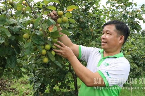 Rộn ràng mùa hồng Vành khuyên