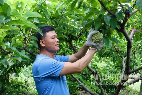 Canh tác an toàn thu quả ngọt