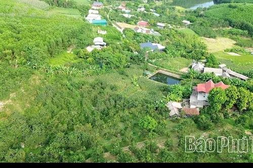 Ngọt, thơm mùa bưởi