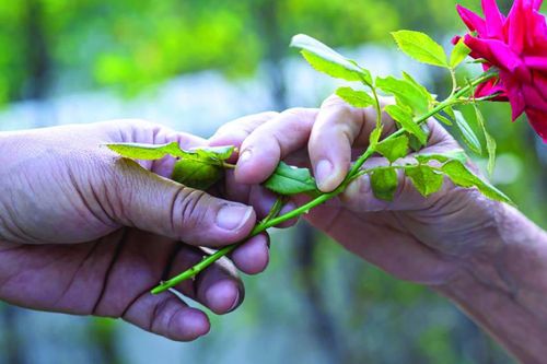 Vì không hiếu kính nên thiếu phước