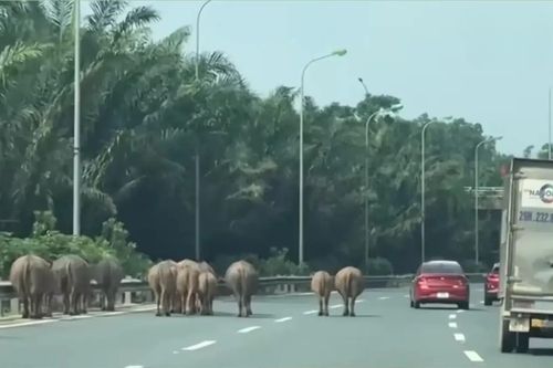 Tái diễn tình trạng gia súc đi vào Đại lộ Thăng Long