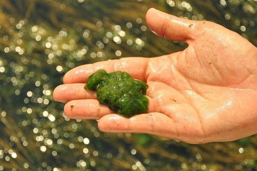 Kiểm soát 'mối nguy gắn liền với loài' đối với nhuyễn thể 2 mảnh vỏ, dùng làm thực phẩm