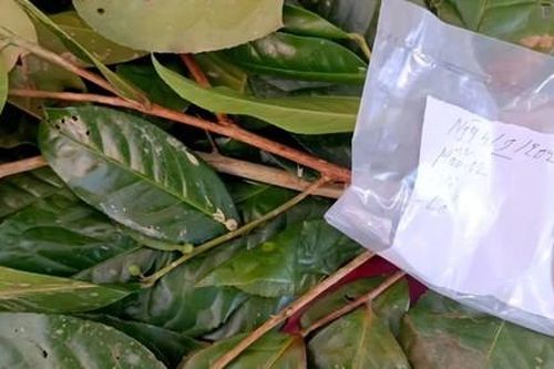 Phát hiện giống trà quý hiếm trên vùng núi cao