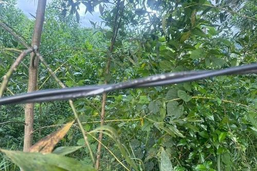 Một người phụ nữ ở Huế bị điện giật tử vong trong lúc đi chăn bò