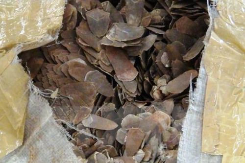 Phát hiện, thu giữ gần 1 tấn vảy tê tê