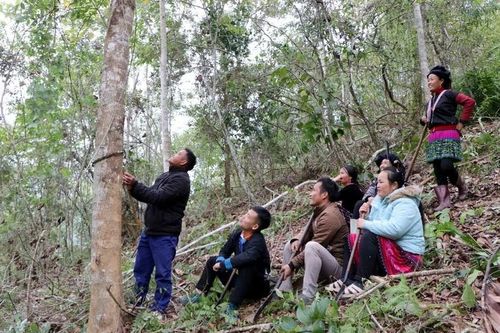 Thêm nguồn lực để gìn giữ đại ngàn