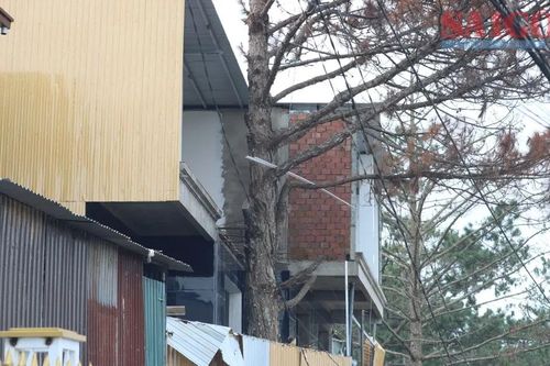 Lâm Đồng chỉ đạo khẩn trương làm rõ vụ thông ba lá bị 'bức tử' giữa khu dân cư