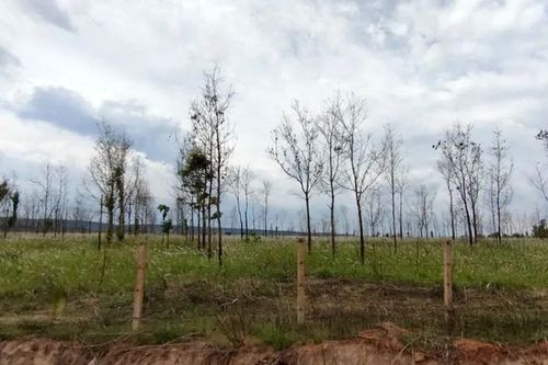 Gia Lai: Làm rõ nguyên nhân hàng chục ngàn hecta cao su chết, kém phát triển