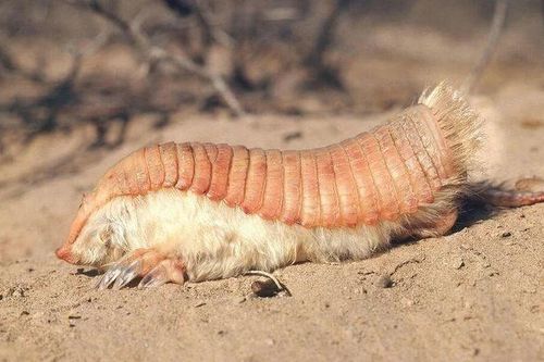 Màu hồng kỳ lạ của loài tatu nhỏ nhất thế giới