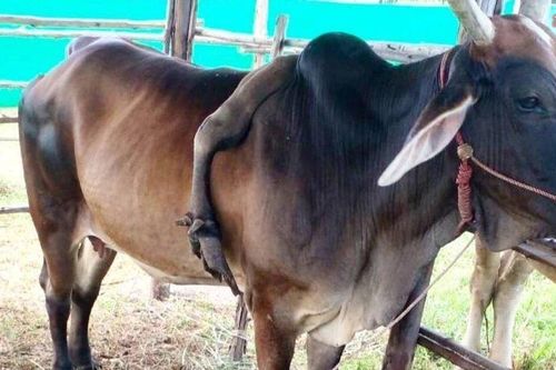 Kỳ lạ con bò 5 chân được trả 800 triệu đồng, chủ 'kiêu' không bán