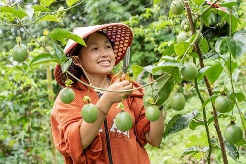 Cô gái Mông truyền cảm hứng cho cộng đồng thanh niên dân tộc thiểu số