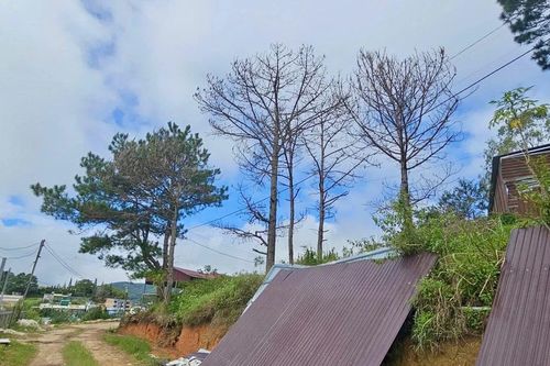 Thông tin mới về vụ nhiều cây thông cổ thụ chết khô bất thường ở Lâm Đồng