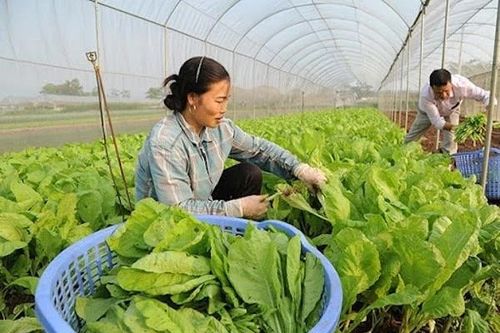 Chuyên gia chỉ thẳng bất cập rau quả xuất khẩu có vùng trồng, trong nước bỏ ngỏ