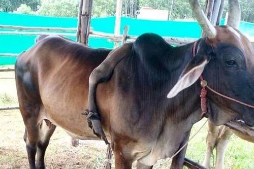 Con bò 5 chân được trả 826 triệu đồng, người đàn ông từ chối bán