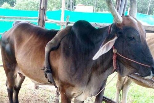 Con bò mọc cái chân thứ 5 trên lưng, trả giá 800 triệu đồng nhưng chủ không bán