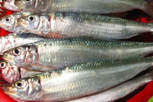 3 loại cá thường bị chê tanh nhưng lại là 'kho dinh dưỡng' cho não bộ