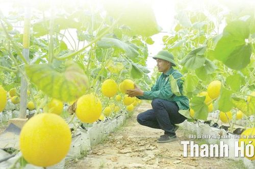Phát triển chuỗi liên kết rau, quả an toàn