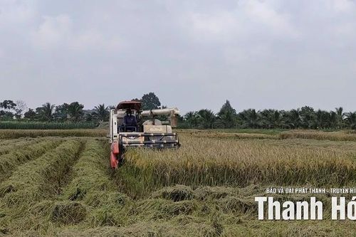 Các địa phương khẩn trương thu hoạch lúa mùa trước diễn biến thời tiết phức tạp