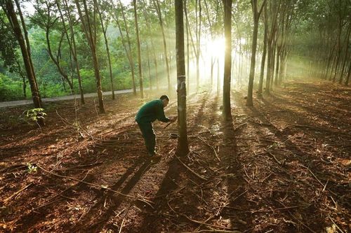 EU tạm hoãn EUDR: Tác động đến xuất khẩu nông sản