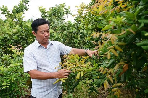 Khi nông dân làm ăn tập thể