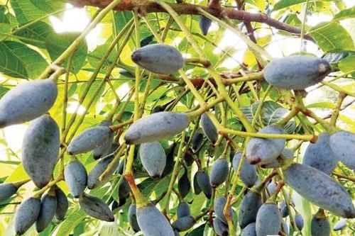 Thao thiết ơi, mùa trám