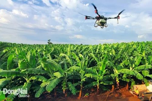 Nông nghiệp Đồng Nai với khát vọng thị trường toàn cầu