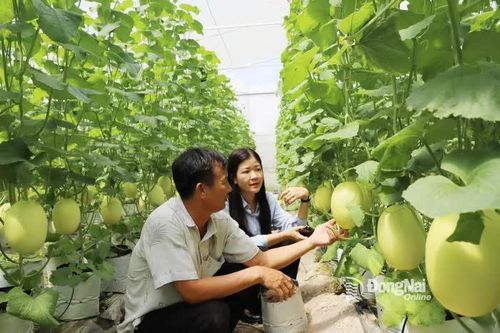 Đồng Nai - nhiều lợi thế phát triển nông nghiệp công nghệ cao