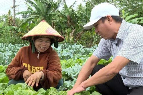 Cải thiện thu nhập từ rau an toàn