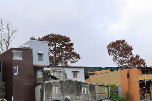 Kiểm tra, xử lý vụ những cây thông nội ô Đà Lạt chết khô