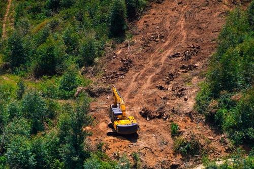 EU tiếp tục hoãn luật chống phá rừng: Lý do kỹ thuật hay nhượng bộ chính trị?