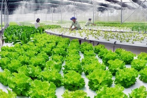 'Rau bẩn' vào trường học, siêu thị: HTX kiến nghị thay đổi nhận thức của chủ thể trong chuỗi liên kết