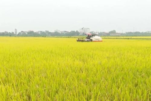 Hà Nội khẩn trương thu hoạch lúa mùa trước bão số 9