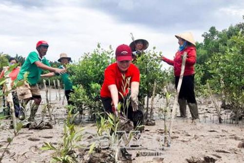 Trồng 10.000 cây xanh theo Dự án 'Rừng cho trẻ em'