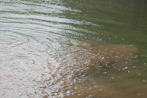 Thảm họa từ đánh cá bằng thuốc nổ