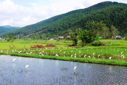 Phá 'ma trận' bẫy tận diệt, bảo vệ đàn chim trời di trú