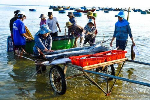 Nhộn nhịp chợ cá Châu Thuận Biển