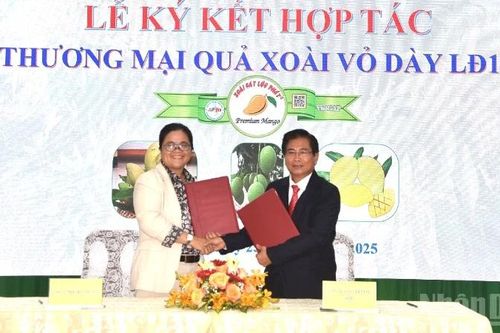 Nhiều ưu điểm từ giống xoài vỏ dày LĐ12