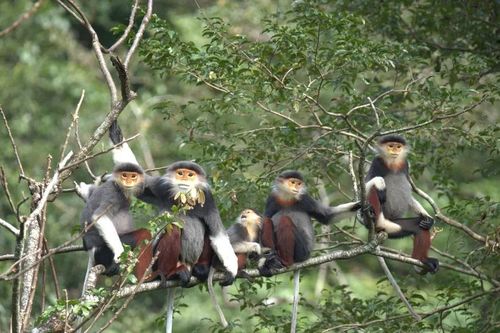 Phong Nha - Kẻ Bàng hướng tới danh hiệu Khu dự trữ sinh quyển thế giới