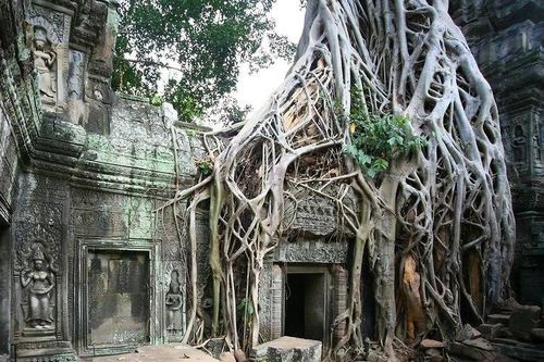 Cảnh tượng kinh ngạc ở ngôi đền Khmer bị cây cổ thụ phủ kín