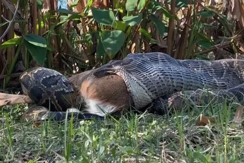 Khoảnh khắc hiếm trăn Miến Điện nôn nguyên con hươu giữa rừng lạnh