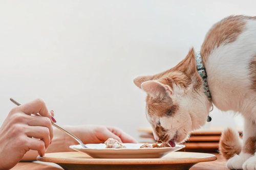Tranh cãi nghiên cứu sinh ăn đồ cho mèo để tiết kiệm chi phí du học