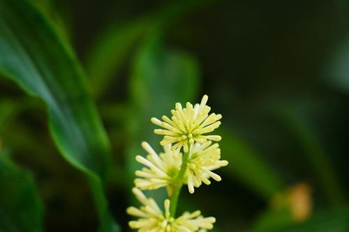 Cách trồng và ý nghĩa phong thủy của cây thiết mộc lan