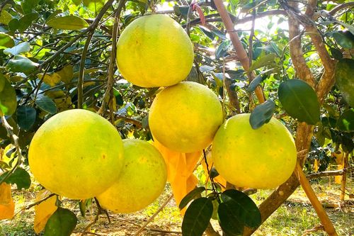 Đặc sản mùa thu ở Hà Tĩnh càng héo càng ngọt, khách Hà Nội mua trăm quả ăn dần